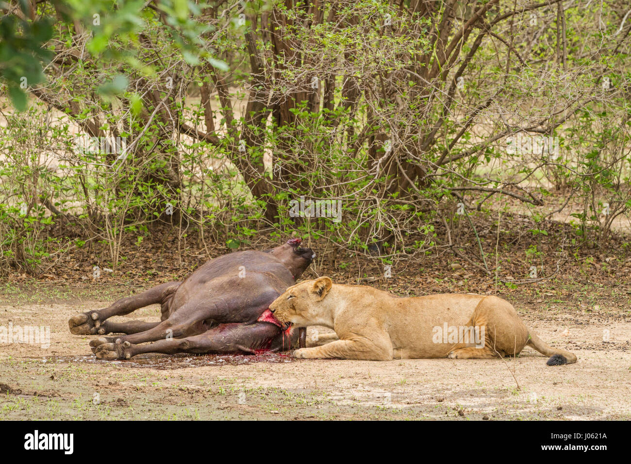 Parco Nazionale di Mana Pools, ZIMBABWE: raccapriccianti fotografie e video hanno catturato la natura al suo più crudeli come un gruppo di leoni uccide un africana incinta buffalo prima di mangiare il suo polpaccio non ancora nati. La spaventosa di filmati e immagini mostrano il Lions tener premuto il bufalo femmina prima di uno scatta sulla sua gola per colpire il colpo mortale. Gli altri Lions focus su La bufala del fondo e rip e strappi in essa fino a trascinare il vitello non ancora nati dal suo grembo materno e festa su di esso. Il brutale sono state scattate nel Parco Nazionale di Mana Pools, dello Zimbabwe dalla UK-educati Wildlife Photographer e tour leader Jeremy Bennett Foto Stock