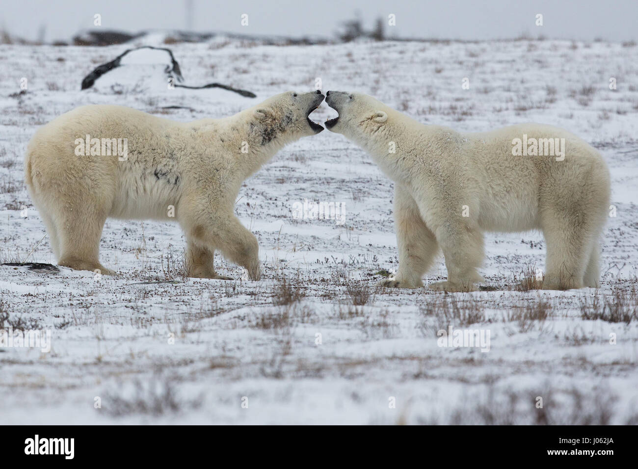 Spettacolari immagini di due maschio orsi polari combattere fuori come la neve cade sono state acquisite. La collezione di scatti mostra i due orsi in piedi durante il face off con una foto che mostra un orso scorrendo la zampa al suo rivale. Un'altra immagine mostra un orso tenendo gli altri in ciò che somiglia a una pelliccia headlock. Le immagini sono state scattate dal fotografo italiano Alessandro Beconi (32) in Mantioba, Canada. Foto Stock