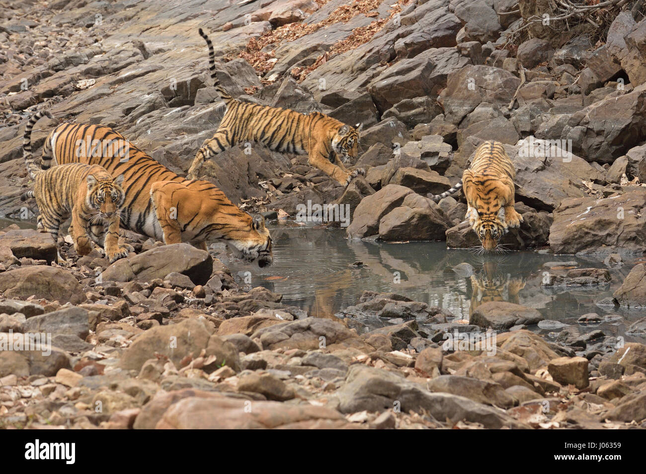 Una tigre selvaggia, madre con i suoi giovani lupetti, acqua potabile da un piccolo stagno in Ranthambhore national park, India Foto Stock