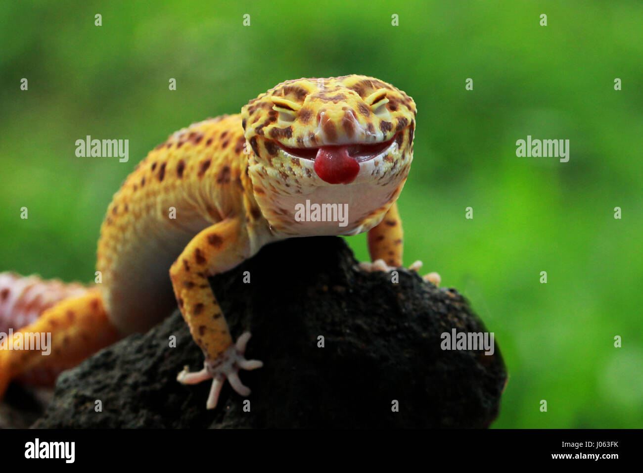 Un Leopard gecko bastoni la lingua fuori per la fotocamera. CHEEKY foto di un grippaggio gecko la lingua fuori come si soffia un lampone presso un fotografo sorpreso è stato catturato. I divertenti riprese mostrano un Leopard gecko appollaiate sul bordo di una succursale a occhi chiusi e la lingua di fuori. Altri close-up foto nella serie mostrano una telecamera timido Tokay gecko inserimenti della testa fuori da dietro un tronco di albero. Un'altra immagine mostra il luminoso blu e arancione tirando la creatura stessa su un registro con la sua bocca aperta. Gli esilaranti le foto sono state scattate da pensionato indonesiano Mang giorno (62) utilizzando una Canon 60D cam Foto Stock