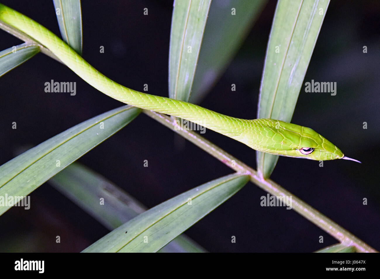 Oriental Whipsnake Foto Stock