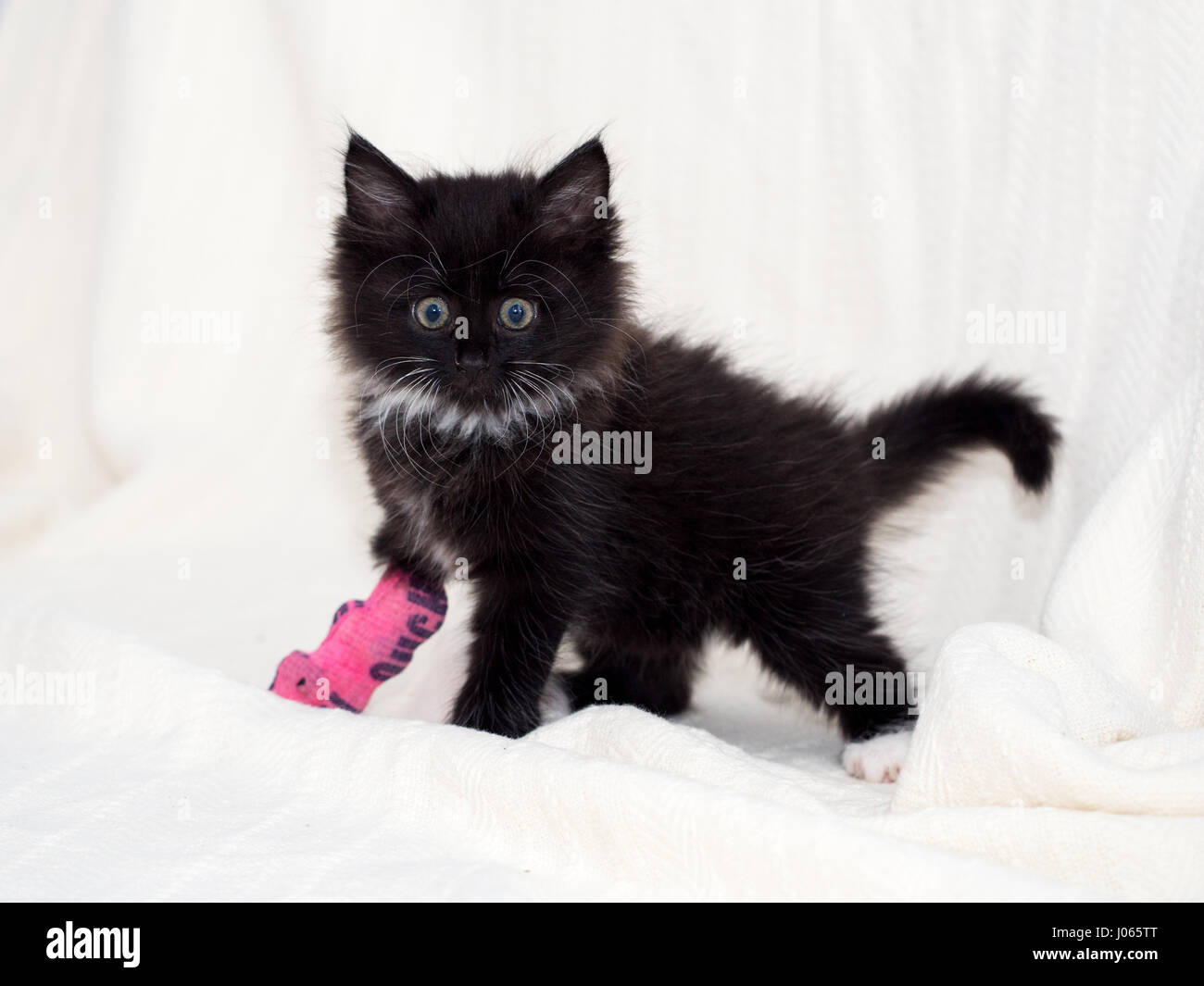 Carino gattino nero con una zampa bendato Foto Stock