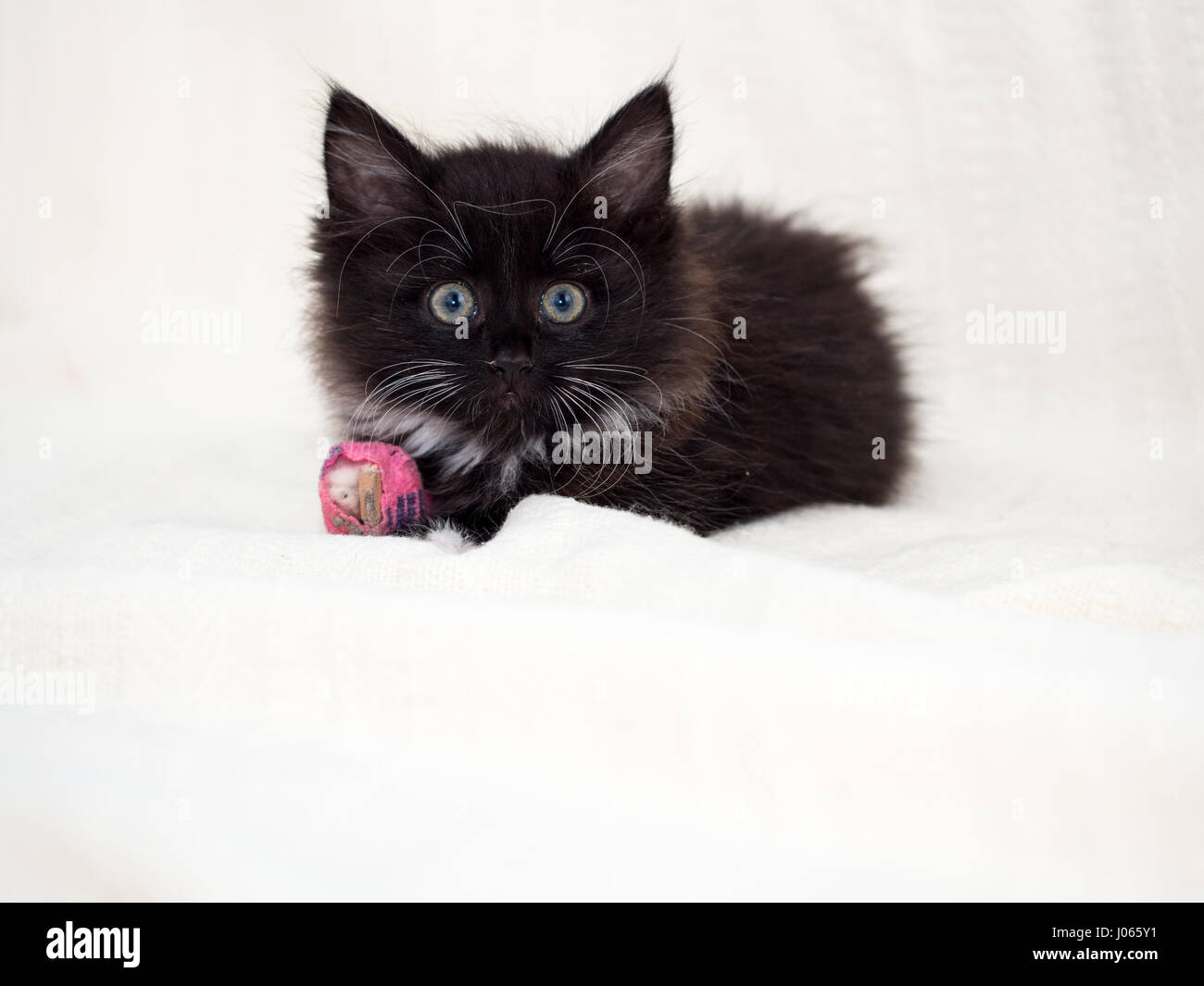 Carino gattino nero con una zampa bendato Foto Stock