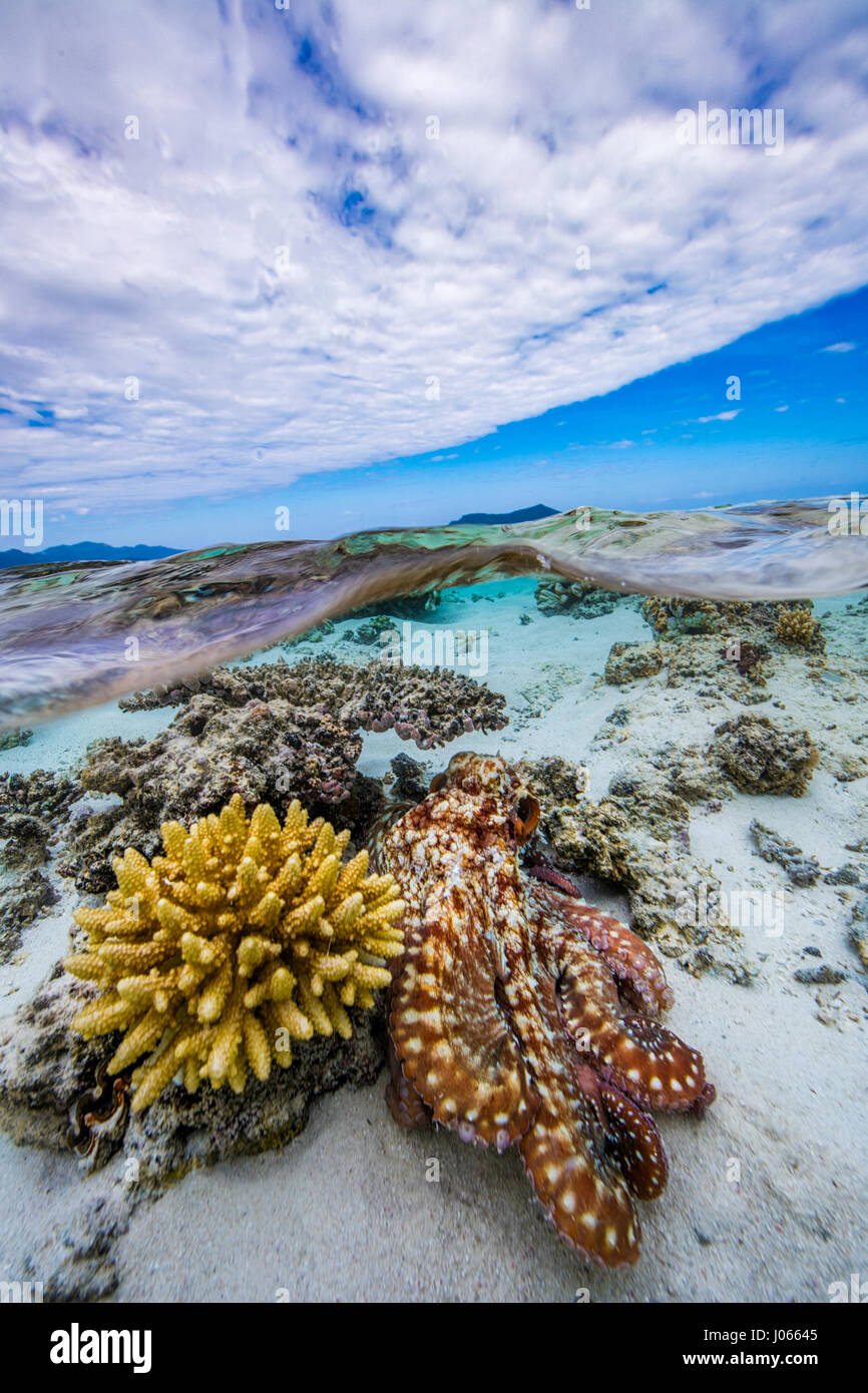 Il polpo nascosti tra i coralli. Giocoso riprese subacquee di uno sfrontato octopus waltzing attraverso le onde prima apparentemente scomparendo tra i coralli sono state acquisite. Questo maestro del travestimento sembra pensare che egli è la riproduzione di un gioco a nascondino con la telecamera come egli tesse in e fuori della vita marina. Altri strani e meravigliosi scatti rivelano il polpo in mostra il suo 36-pollice lungo i lembi in una serie di drammatici pone. La spettacolare creatura è poi visto per rilasciare una nuvola di inchiostro e scompare completamente. Foto Stock