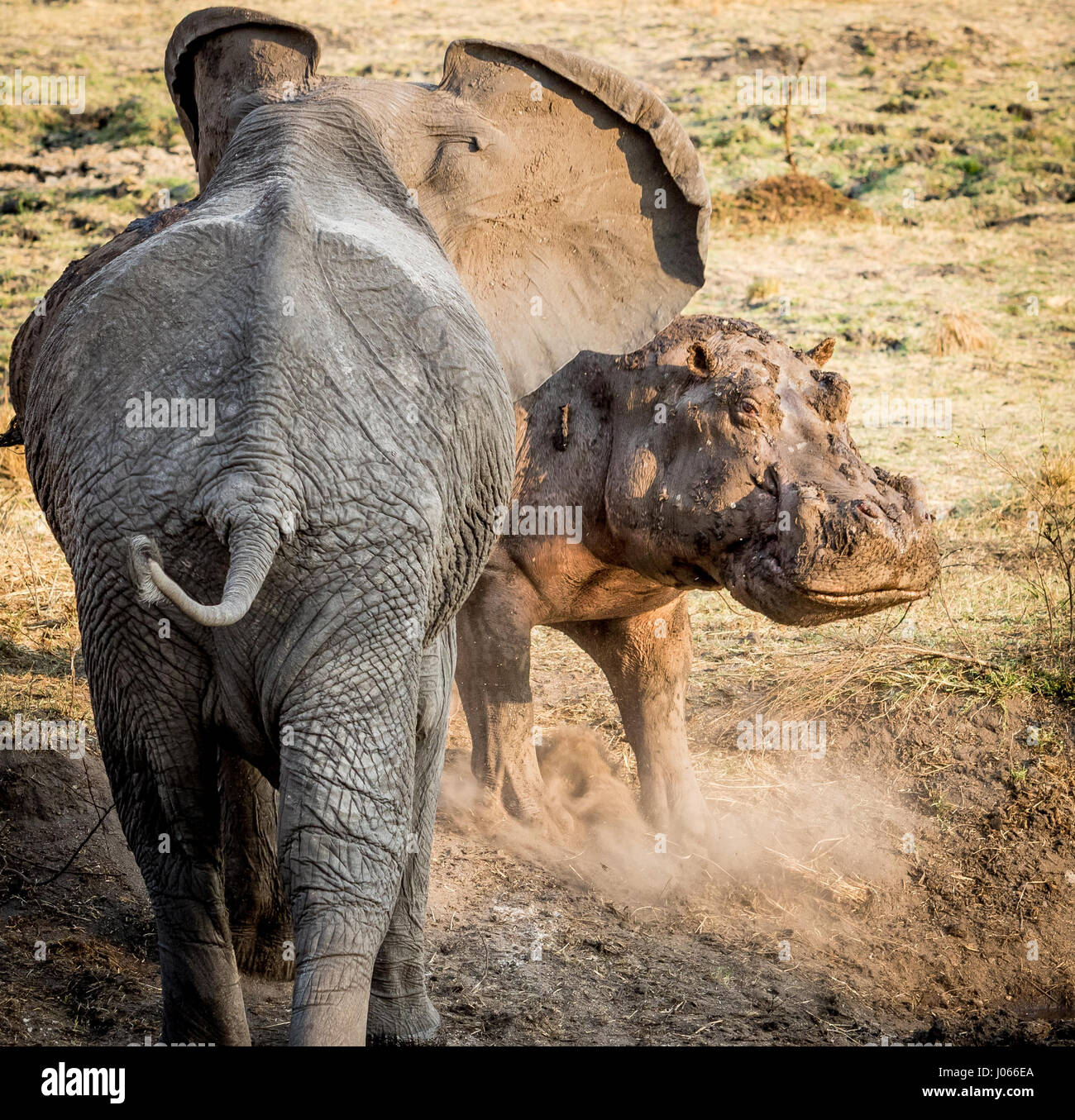 KATAVI NATIONAL PARK, TANZANIA: azioni incredibili riprese mostrano un epico scontro di titani tra un arrabbiato Ippona e un altrettanto feroci elephant dove era probabile solo per essere un vincitore. La spettacolare scatta mostrano una grande quattro tonnellate di elefante femmina la carica leggermente più piccola di 2 tonnellata di Ippona al fine di proteggere la sua giovane vitello di elefante. Hippo sembra provare e stand la sua terra e la lotta, ma pensa meglio di come l'elefante si appoggia su di lui. Le foto sono state scattate in Katavi National Park, la Tanzania occidentale da professional guida safari e fotografo Jeff Trollip (33) da Nata Foto Stock