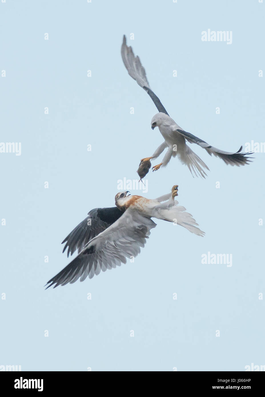 Due White-tailed Kites preda di exchange. Spettacolare azione colpi di due white-tailed Kites imparare a cacciare con la loro mamma sono stati catturati. Questi fiato immagini mostrano gli uccelli con garbo a scivolare attraverso l'aria come la loro madre li treni. Un altro colpo mostra il momento quando la mamma passa il uccelli giovani un vole per cena - il tutto in pochi secondi. Le splendide foto sono state scattate da Thinh bui (58), un ingegnere di Fremont, USA mentre si visita il Rancho San Antonio preservare a Cupertino, in California. Le riprese sono state catturate come gli uccelli si librava più di 80 piedi da terra. Foto Stock