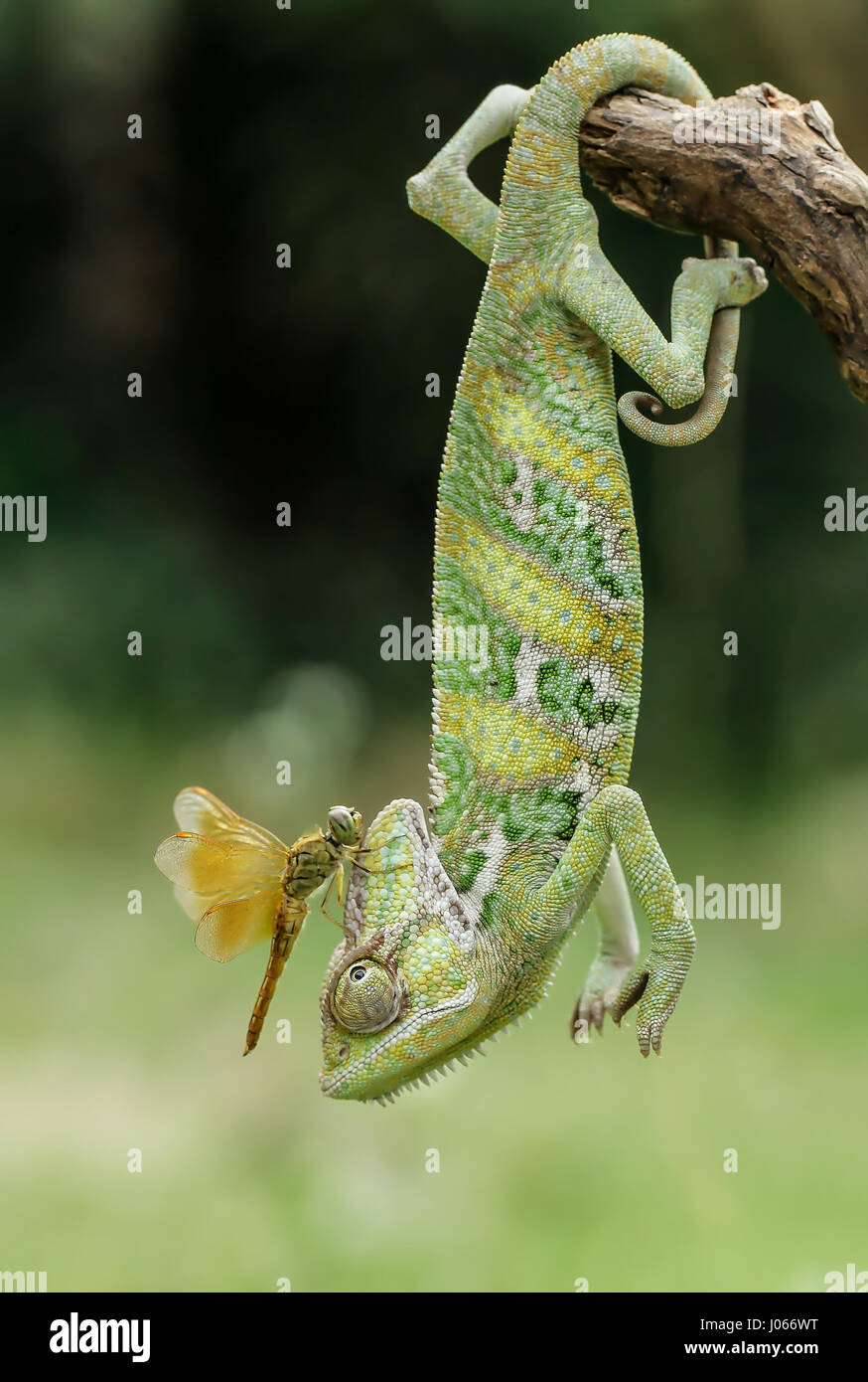 JAKARTA, Indonesia: un camaleonte comico sembrava che ha uno dei silliest hairpieces possibile quando una libellula ha deciso di utilizzarlo come una piazzola di atterraggio. Le immagini mostrano la premurosa chameleon osservando la libellula che ostenta e accarezza il suo modo intorno alla parte superiore del meno di felice lizard. Fotografo amatoriale tanto Yensen (36) da Jakarta, Indonesia strappato questo incontro nella sua città natale. Foto Stock