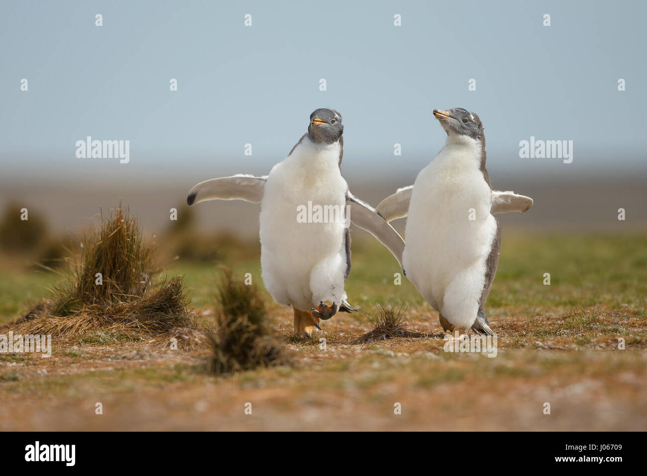 Isole Falkland, Sud Atlantico: giocoso pinguino pulcini che vivono sul territorio britannico sono stati innestati godendo di una macchia di Gentoo divertente. Questo troppo carino trio di pinguini Gentoo può essere visto sculettando il loro modo torna alla mamma. Il primo pinguino pulcino per raggiungere la sua ottenuto di avere il suo pick-pick-pick di grub. Mostra gli scatti eventuale vincitore del pulcino-chase ottenendo un buon punto di partenza per i suoi fratelli e in definitiva essere ricompensati dal suo genitore, lasciando gli altri a mangiare solo la sua polvere. Per fortuna una volta ripristinata la mamma di disciplina con un rap di poppa alla testa con il suo becco, non vi era alcun sentimenti difficili tra di si Foto Stock