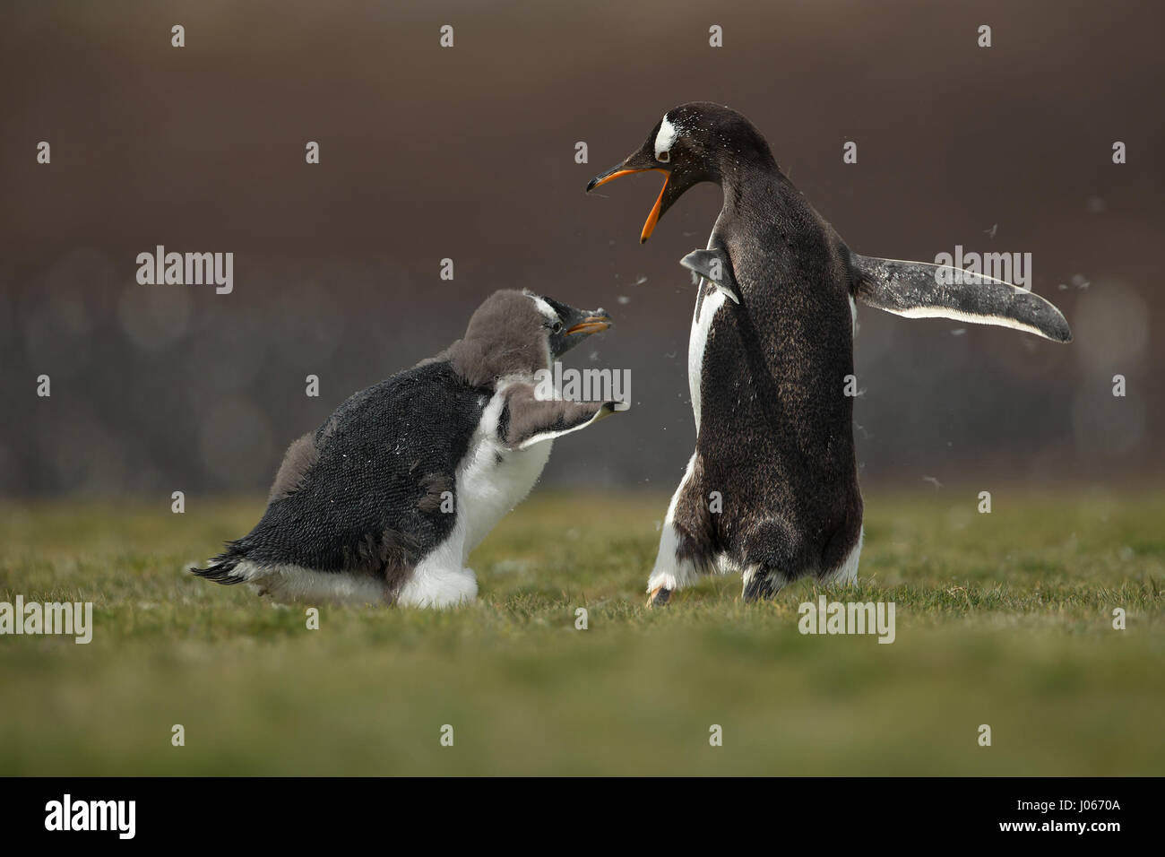 Isole Falkland, Sud Atlantico: giocoso pinguino pulcini che vivono sul territorio britannico sono stati innestati godendo di una macchia di Gentoo divertente. Questo troppo carino trio di pinguini Gentoo può essere visto sculettando il loro modo torna alla mamma. Il primo pinguino pulcino per raggiungere la sua ottenuto di avere il suo pick-pick-pick di grub. Mostra gli scatti eventuale vincitore del pulcino-chase ottenendo un buon punto di partenza per i suoi fratelli e in definitiva essere ricompensati dal suo genitore, lasciando gli altri a mangiare solo la sua polvere. Per fortuna una volta ripristinata la mamma di disciplina con un rap di poppa alla testa con il suo becco, non vi era alcun sentimenti difficili tra di si Foto Stock