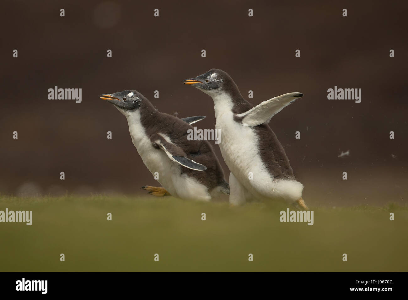 Isole Falkland, Sud Atlantico: giocoso pinguino pulcini che vivono sul territorio britannico sono stati innestati godendo di una macchia di Gentoo divertente. Questo troppo carino trio di pinguini Gentoo può essere visto sculettando il loro modo torna alla mamma. Il primo pinguino pulcino per raggiungere la sua ottenuto di avere il suo pick-pick-pick di grub. Mostra gli scatti eventuale vincitore del pulcino-chase ottenendo un buon punto di partenza per i suoi fratelli e in definitiva essere ricompensati dal suo genitore, lasciando gli altri a mangiare solo la sua polvere. Per fortuna una volta ripristinata la mamma di disciplina con un rap di poppa alla testa con il suo becco, non vi era alcun sentimenti difficili tra di si Foto Stock