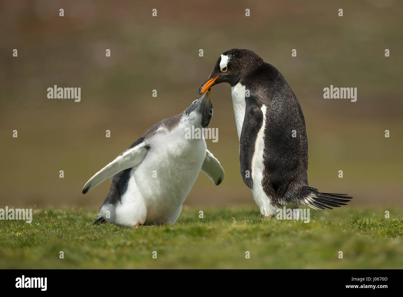 Isole Falkland, Sud Atlantico: giocoso pinguino pulcini che vivono sul territorio britannico sono stati innestati godendo di una macchia di Gentoo divertente. Questo troppo carino trio di pinguini Gentoo può essere visto sculettando il loro modo torna alla mamma. Il primo pinguino pulcino per raggiungere la sua ottenuto di avere il suo pick-pick-pick di grub. Mostra gli scatti eventuale vincitore del pulcino-chase ottenendo un buon punto di partenza per i suoi fratelli e in definitiva essere ricompensati dal suo genitore, lasciando gli altri a mangiare solo la sua polvere. Per fortuna una volta ripristinata la mamma di disciplina con un rap di poppa alla testa con il suo becco, non vi era alcun sentimenti difficili tra di si Foto Stock