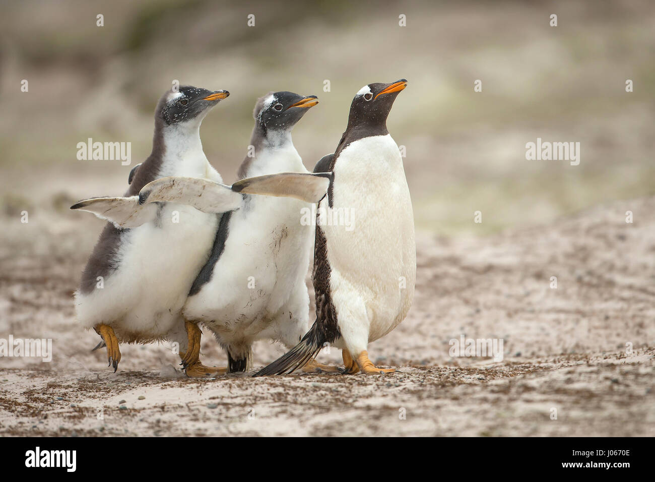 Isole Falkland, Sud Atlantico: giocoso pinguino pulcini che vivono sul territorio britannico sono stati innestati godendo di una macchia di Gentoo divertente. Questo troppo carino trio di pinguini Gentoo può essere visto sculettando il loro modo torna alla mamma. Il primo pinguino pulcino per raggiungere la sua ottenuto di avere il suo pick-pick-pick di grub. Mostra gli scatti eventuale vincitore del pulcino-chase ottenendo un buon punto di partenza per i suoi fratelli e in definitiva essere ricompensati dal suo genitore, lasciando gli altri a mangiare solo la sua polvere. Per fortuna una volta ripristinata la mamma di disciplina con un rap di poppa alla testa con il suo becco, non vi era alcun sentimenti difficili tra di si Foto Stock