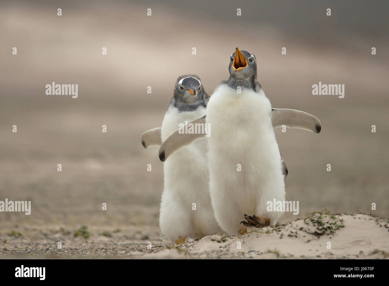 Isole Falkland, Sud Atlantico: giocoso pinguino pulcini che vivono sul territorio britannico sono stati innestati godendo di una macchia di Gentoo divertente. Questo troppo carino trio di pinguini Gentoo può essere visto sculettando il loro modo torna alla mamma. Il primo pinguino pulcino per raggiungere la sua ottenuto di avere il suo pick-pick-pick di grub. Mostra gli scatti eventuale vincitore del pulcino-chase ottenendo un buon punto di partenza per i suoi fratelli e in definitiva essere ricompensati dal suo genitore, lasciando gli altri a mangiare solo la sua polvere. Per fortuna una volta ripristinata la mamma di disciplina con un rap di poppa alla testa con il suo becco, non vi era alcun sentimenti difficili tra di si Foto Stock