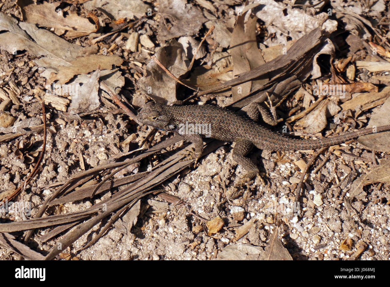 Recinzione occidentale Lizard Foto Stock