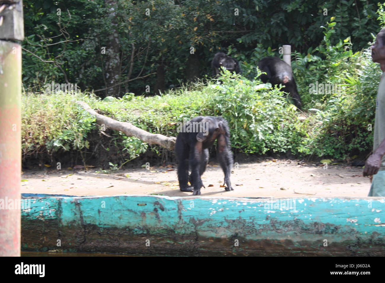MONKEY ISLAND, LIBERIA: festa i tuoi occhi su questo paradise island dove gli unici abitanti sono scimpanzé. Le immagini mostrano l'affascinante scimpanzé provenienti per salutare il loro amico umano come egli li porta il cibo fresco forniture dalla sua canoa. Altri SNAP mostrano le grandi scimmie immergendo le loro dita dei piedi in acqua, huddling intorno a recuperare gli eventi del giorno, mentre una figura solitaria può essere visto tenendo in un albero alto vista dell'oceano mentre lui finisce il suo pranzo. Gioventù irlandese lavoratore Marie di potenza (27) è stato uno dei quattro fortunati turisti sul scavata canoe di legno ed era in grado di scattare questi incredibili scene di Foto Stock