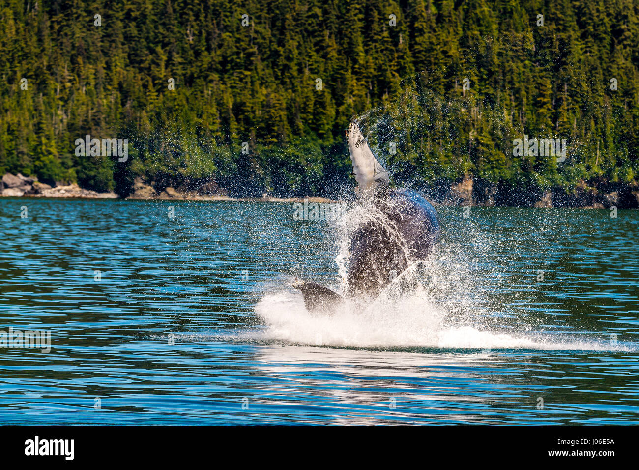 ONTARIO, CANADA: il momento esatto in cui un salto di trenta-ton whale il corpo è perfettamente paralleli con la superficie dell'acqua è che esplodono dal è stato sensationally catturato. Altre foto mostrano la sequenza di precisamente come il Humpback Whale ha rotto la superficie dell'acqua, solo per emergere dalle onde ad alta velocità. Insegnante di scuola elementare Ian Stotesbury (37) da Ontario, Canada è stato abbastanza fortunato da individuare la balena su una barca in Prince William Sound, Alaska. Foto Stock