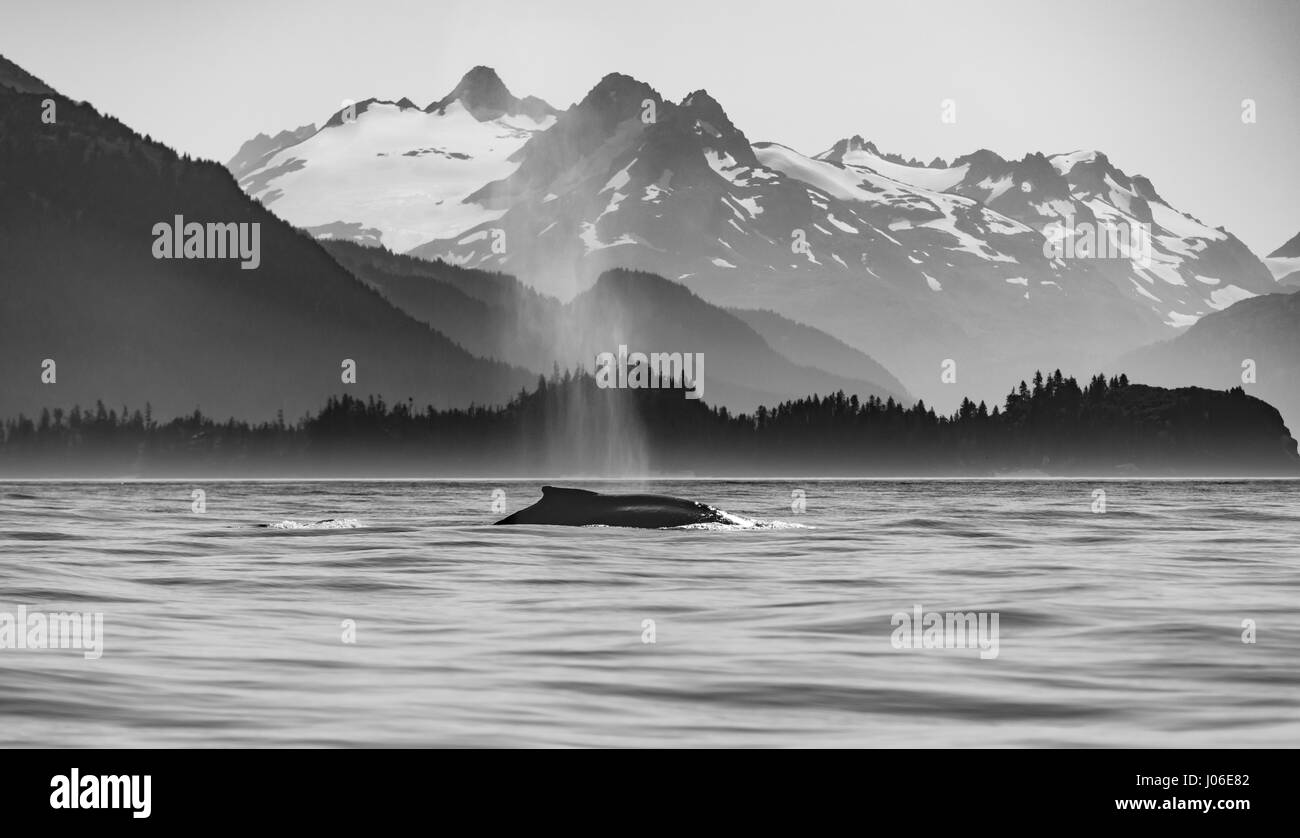 ONTARIO, CANADA: il momento esatto in cui un salto di trenta-ton whale il corpo è perfettamente paralleli con la superficie dell'acqua è che esplodono dal è stato sensationally catturato. Altre foto mostrano la sequenza di precisamente come il Humpback Whale ha rotto la superficie dell'acqua, solo per emergere dalle onde ad alta velocità. Insegnante di scuola elementare Ian Stotesbury (37) da Ontario, Canada è stato abbastanza fortunato da individuare la balena su una barca in Prince William Sound, Alaska. Foto Stock