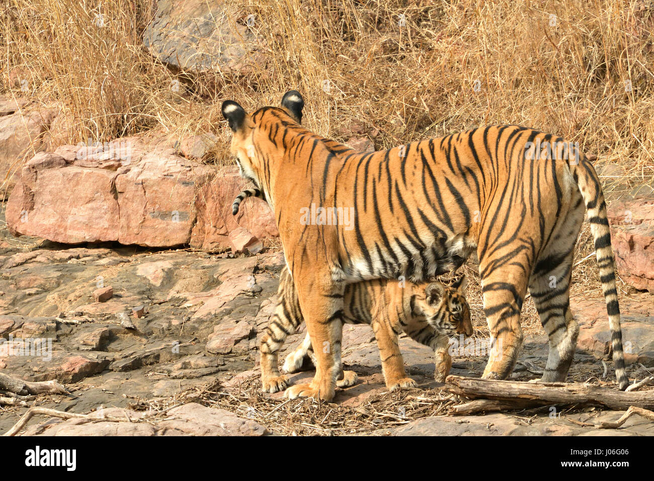 Tigre del Bengala, madre e cub, giocando su uno sperone roccioso in Ranthambhore riserva della tigre, India Foto Stock