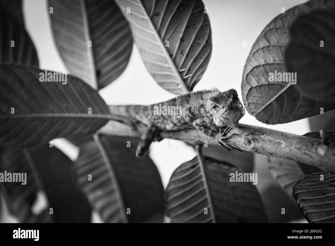 Mimetizzazione lucertole su un albero di guava presso il nostro giardino di casa. Foto Stock