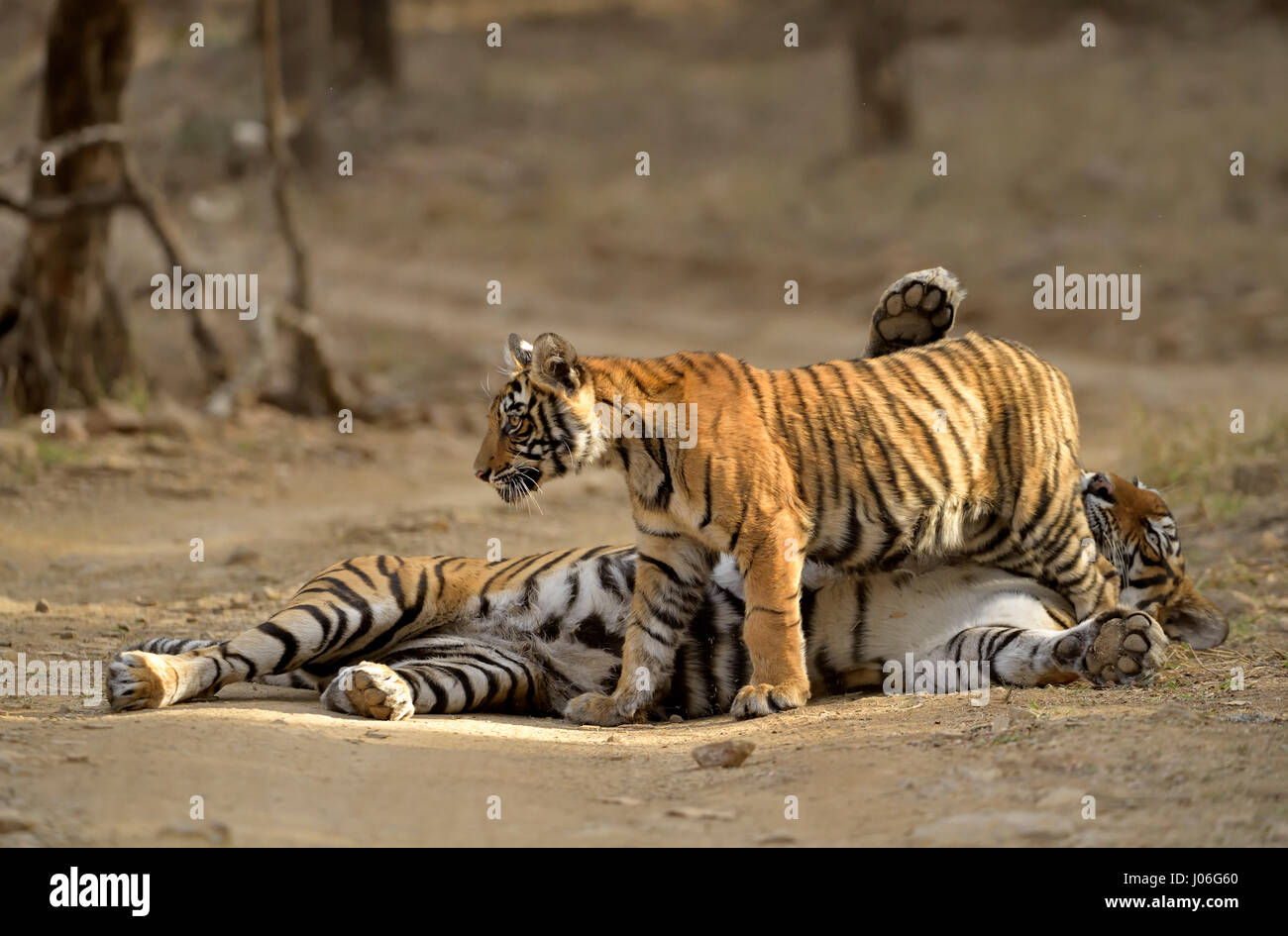 Tigre del Bengala, madre e cub, seduto su di una pista forestale in Ranthambhore riserva della tigre, India Foto Stock