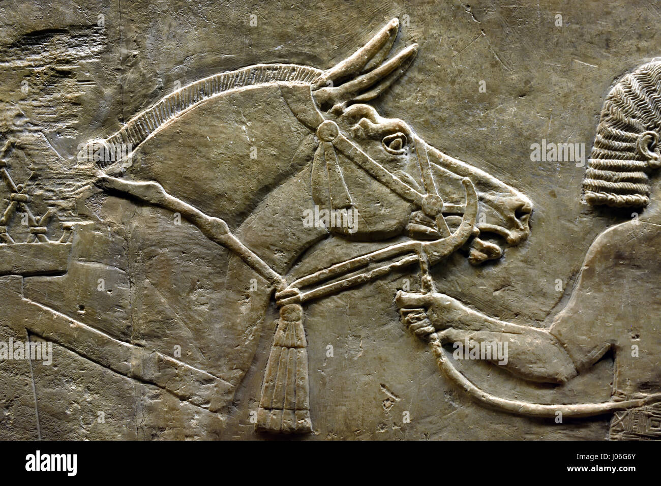 Il leone reale di caccia di re Assurbanipal dal Palazzo Nord di Ninive