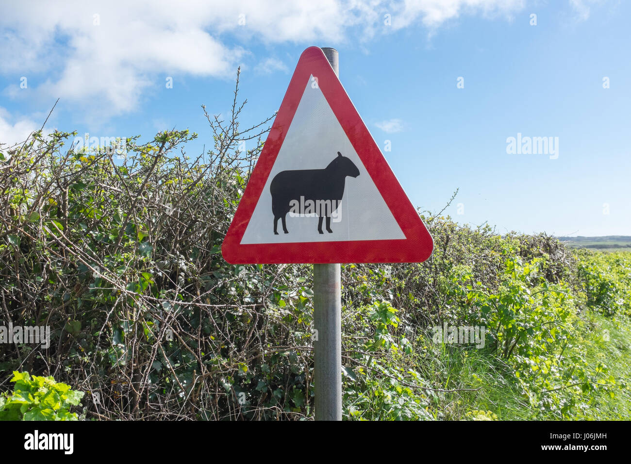 Segno di avvertimento di pecora su strada Foto Stock