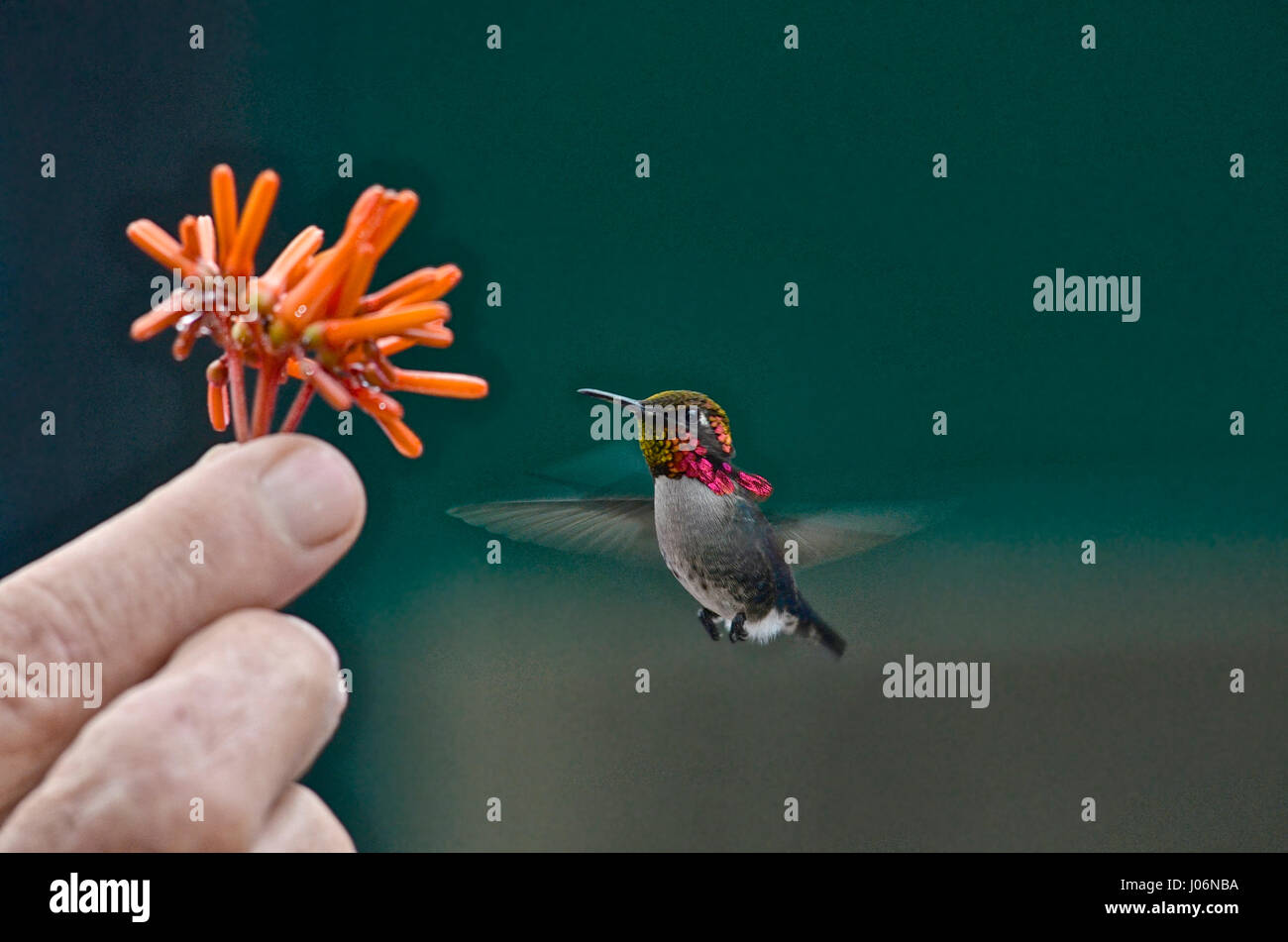 Bee hummingbird, Mellisuga helenae, l'uccello più piccolo al mondo Foto Stock