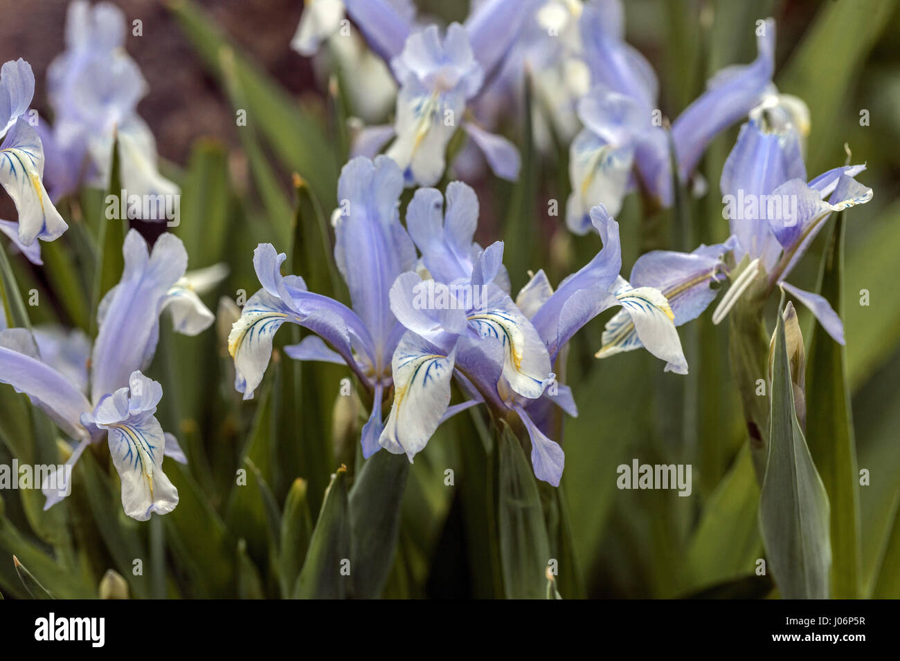 Juno, Iris Iris graeberiana ' White rientrano ' in fiore Foto Stock