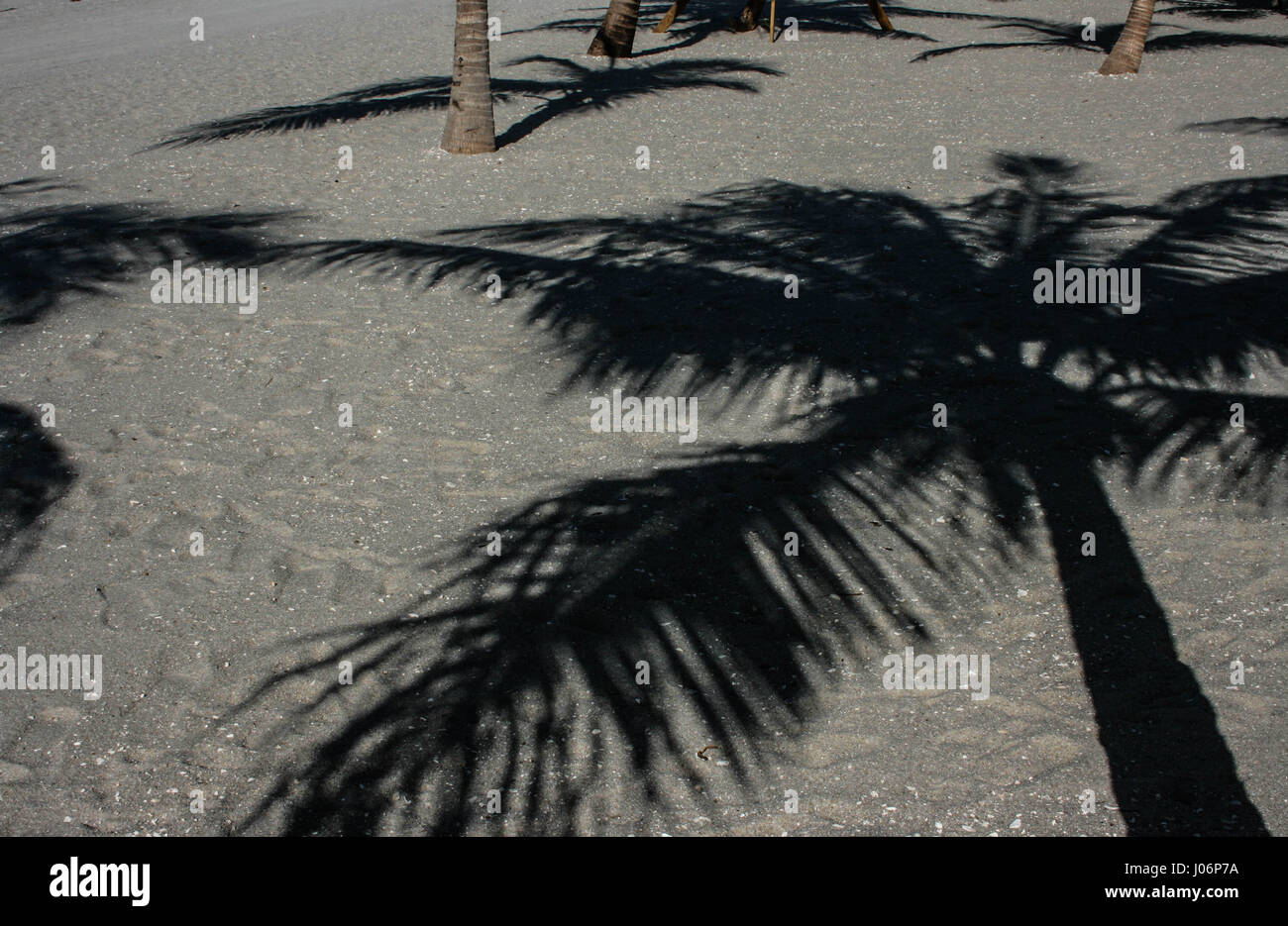 Palm Tree ombre Foto Stock