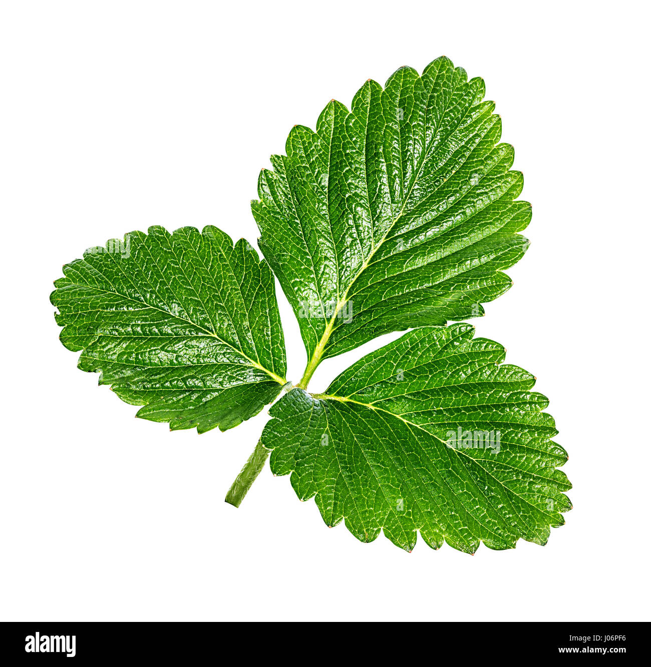 Fragola foglie isolato sul bianco Foto Stock