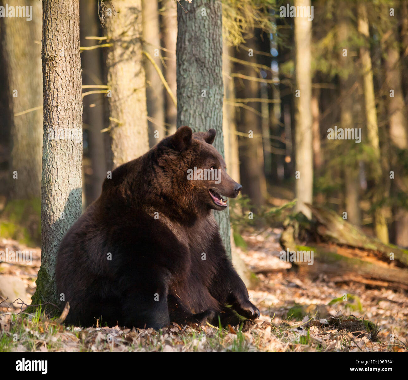 Ursus arctos arctos - Eurasian orso bruno in foresta Foto Stock