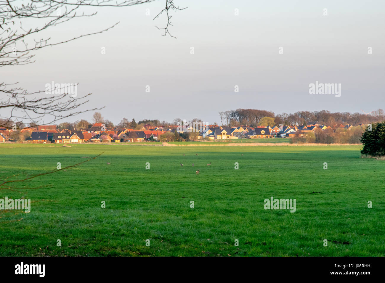 Gruppo di caprioli in un campo verde con un villaggio di sfondo Foto Stock