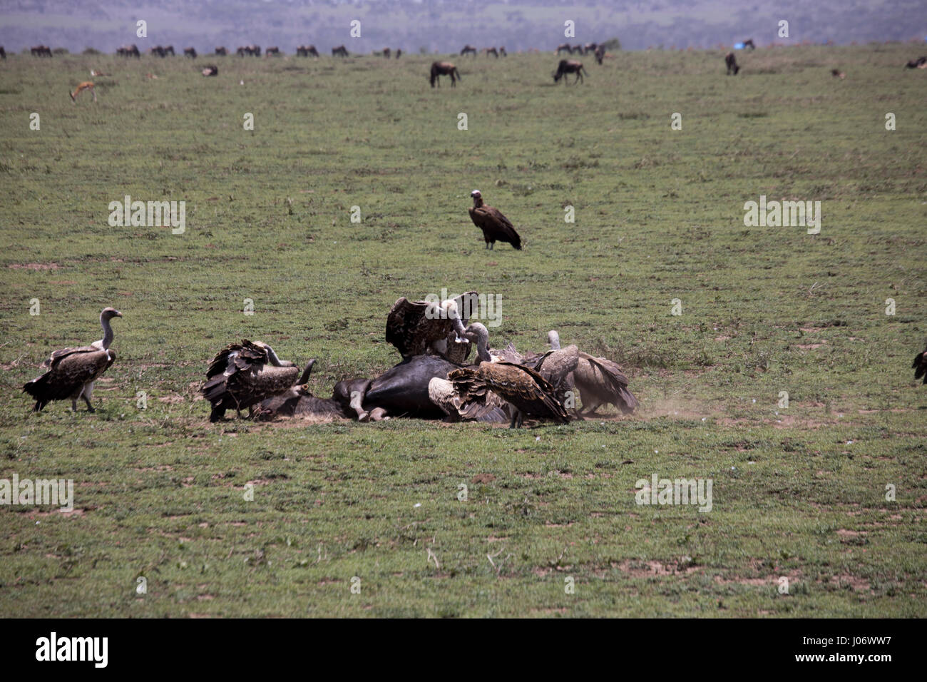 Gli avvoltoi stanno lottando per la GNU rimane in pianure del Serengeti, Tanzania Africa. Foto Stock