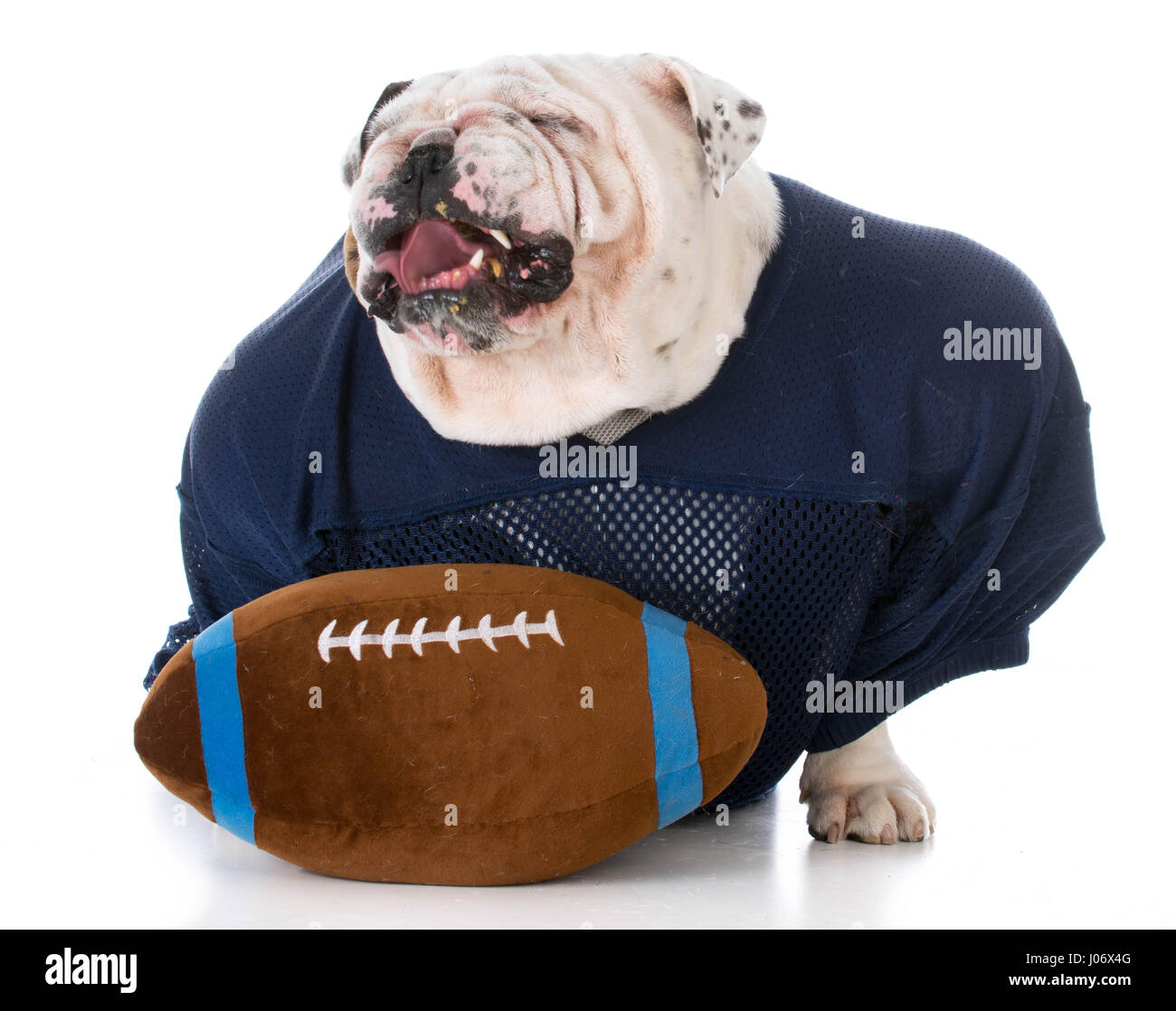 Cane vestito come un giocatore di calcio con un cattivo atteggiamento Foto Stock