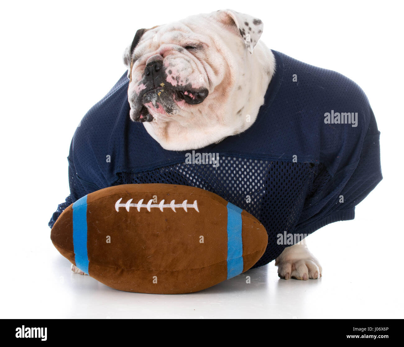 Cane vestito come un giocatore di calcio con un cattivo atteggiamento Foto Stock