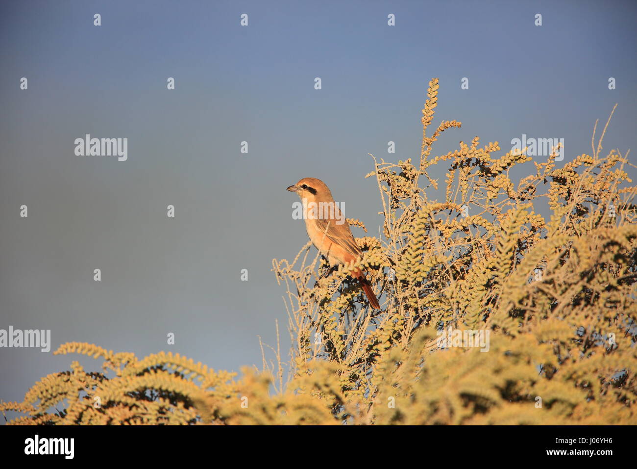 Isabelline shrike (Lanius isabellinus) negli EMIRATI ARABI UNITI Foto Stock