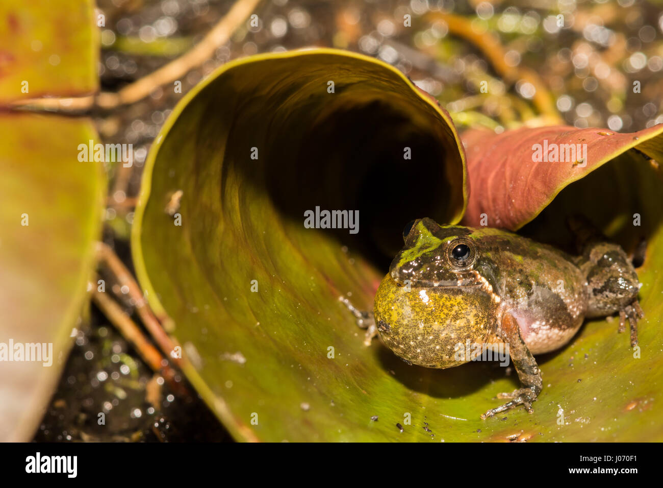 Una Florida Cricket Frog chiamando da un angolino Lilly pad al registro di Pino Forestale dello Stato della Florida. Foto Stock