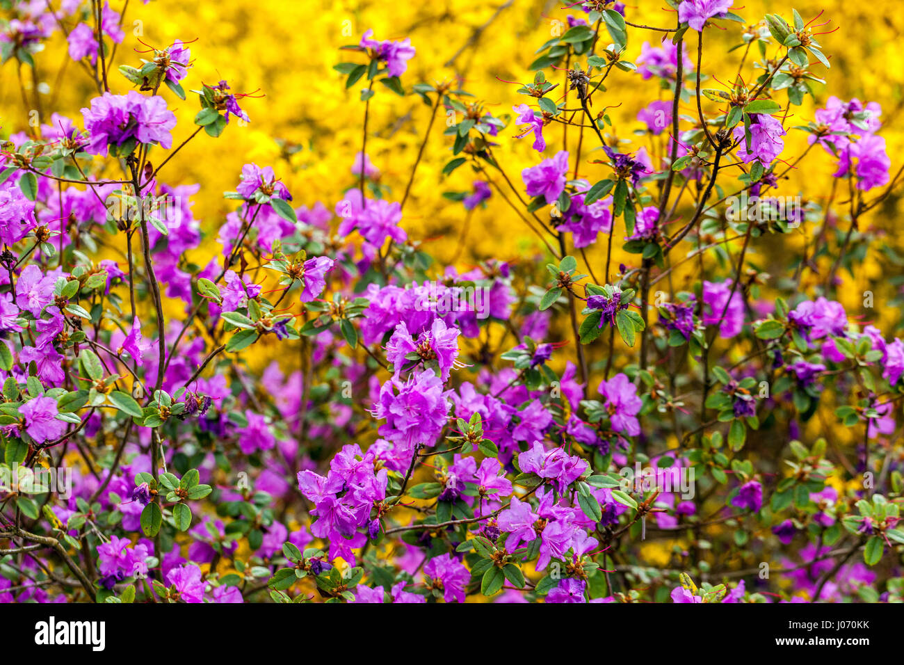 Rhododendron dauricum Shrub Border Yellow Purple Bush Plant Blooming Branches in Garden Flowers Flowering da fine inverno a inizio primavera Foto Stock