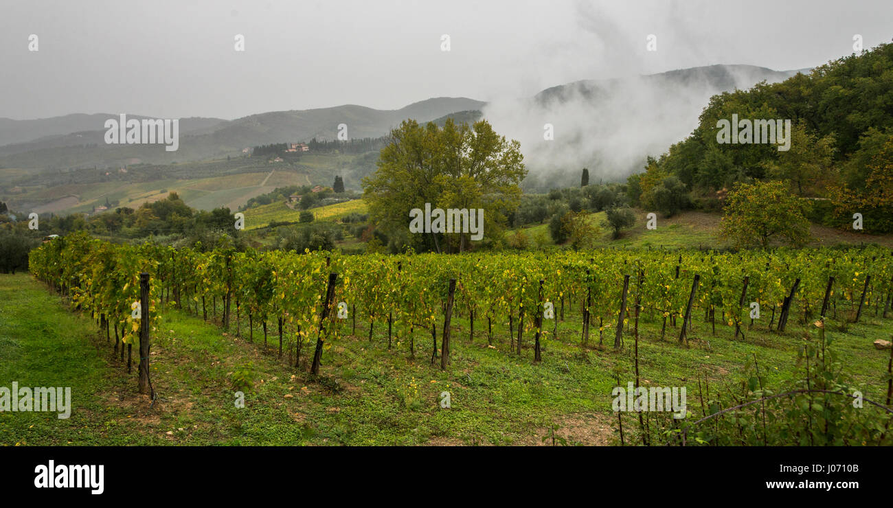 Basso livello di cloud su vigneto in valle, Greve in Chianti, Toscana, Italia Foto Stock