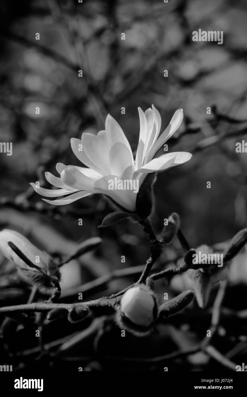 Un singolo asterisco magnolia blossom nel pieno splendore. (Magnolia stellata) Foto Stock