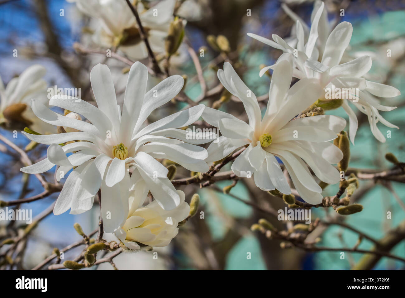 Tre stelle di fiori di magnolia in pieno splendore con luce sfondo blu. (Magnolia stellata) Foto Stock
