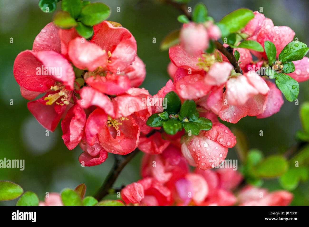 Fiore cotogna Chenomeles Salmon Horizon in un giardino, gocce d'acqua Foto Stock