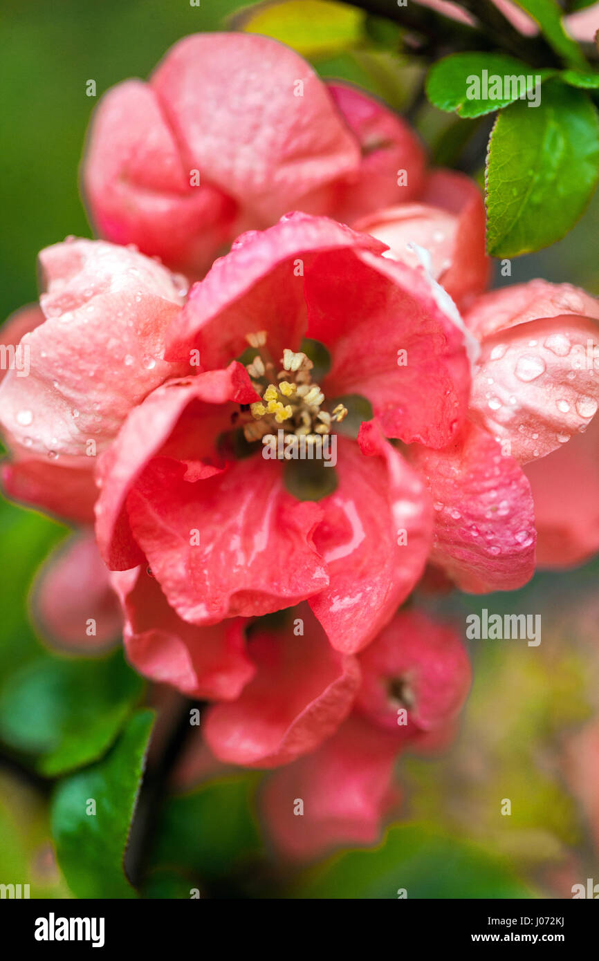Fiore rosa di mele cotogne Chenomeles salmone Horizon fiore Foto Stock