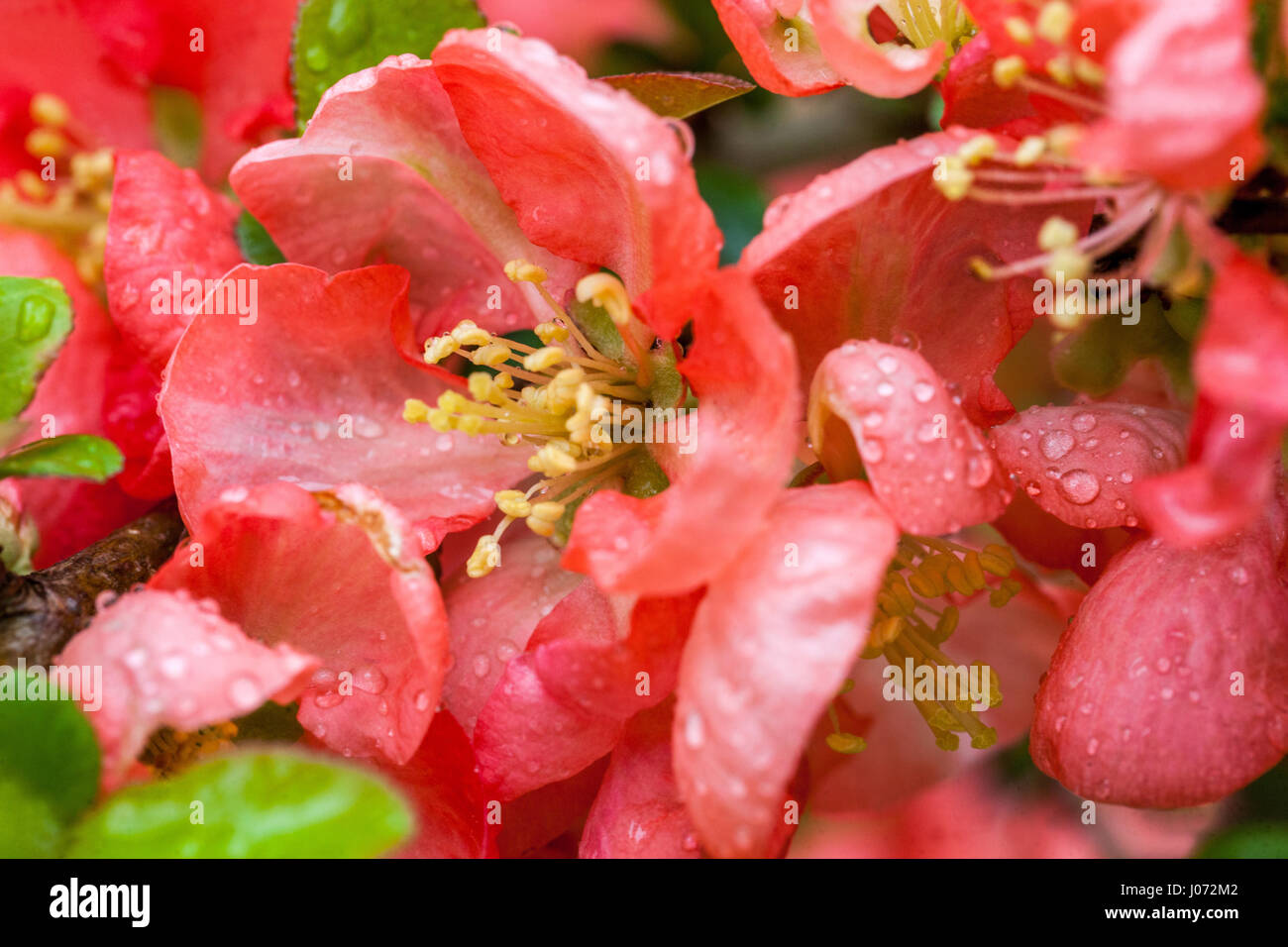 Fiori in fiore Chaenomeles × Superba Salmon Horizon Waterdrops sul fiore di mela cotogna rosa Foto Stock