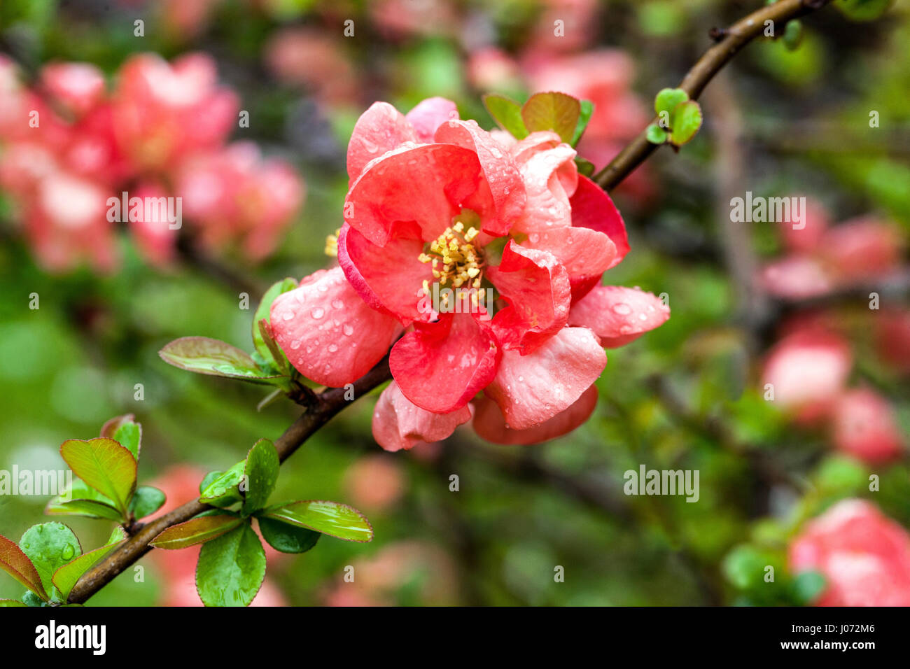 Fiore cotogna Chenomeles Salmon Horizon in un giardino, gocce d'acqua Foto Stock