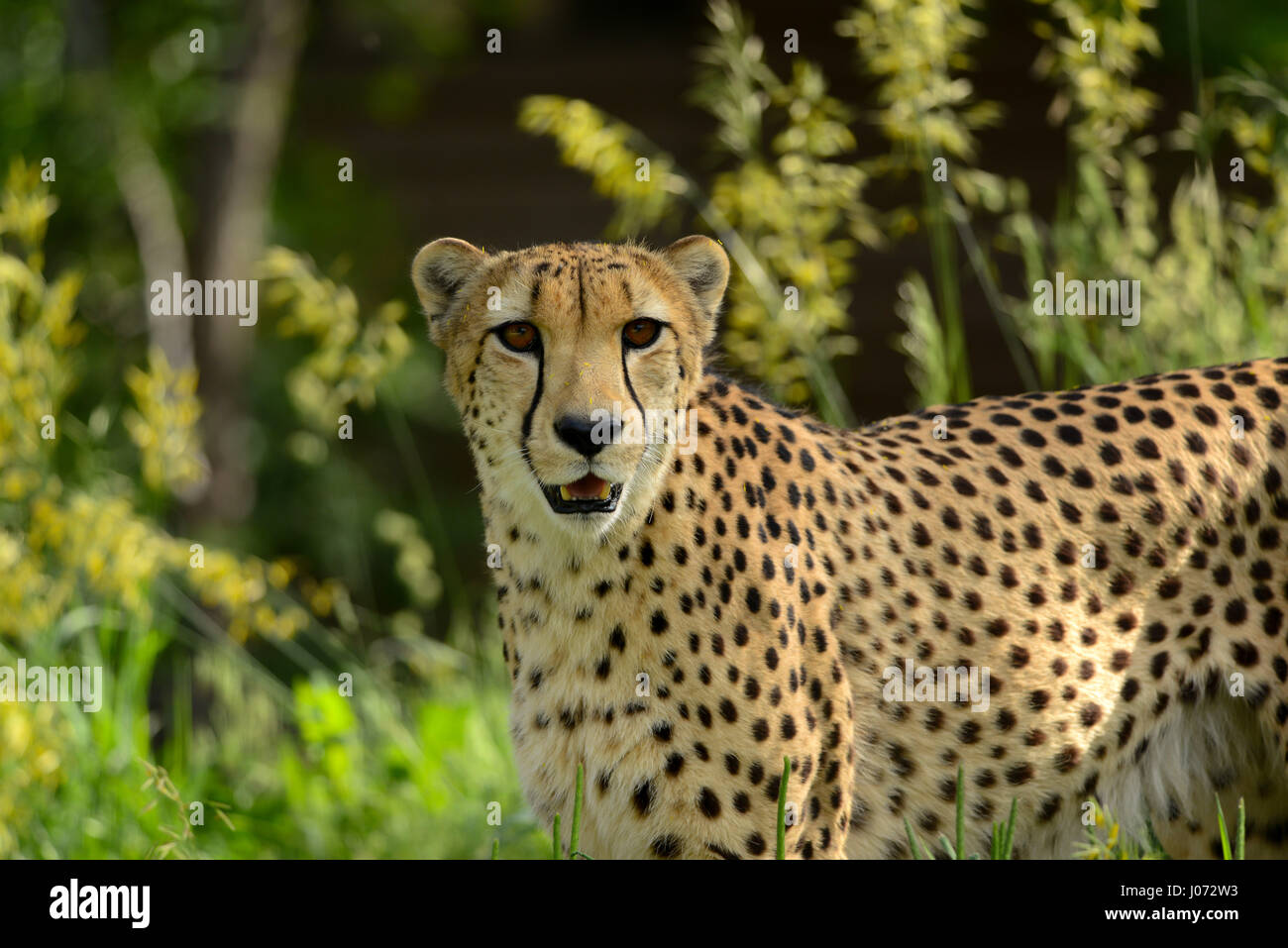Cheetah africani big spotted cat caccia in alte erbe Foto Stock