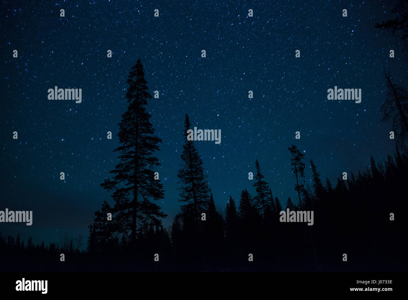 Di notte le stelle lucenti contro gli alberi di pino stagliano in foresta Foto Stock