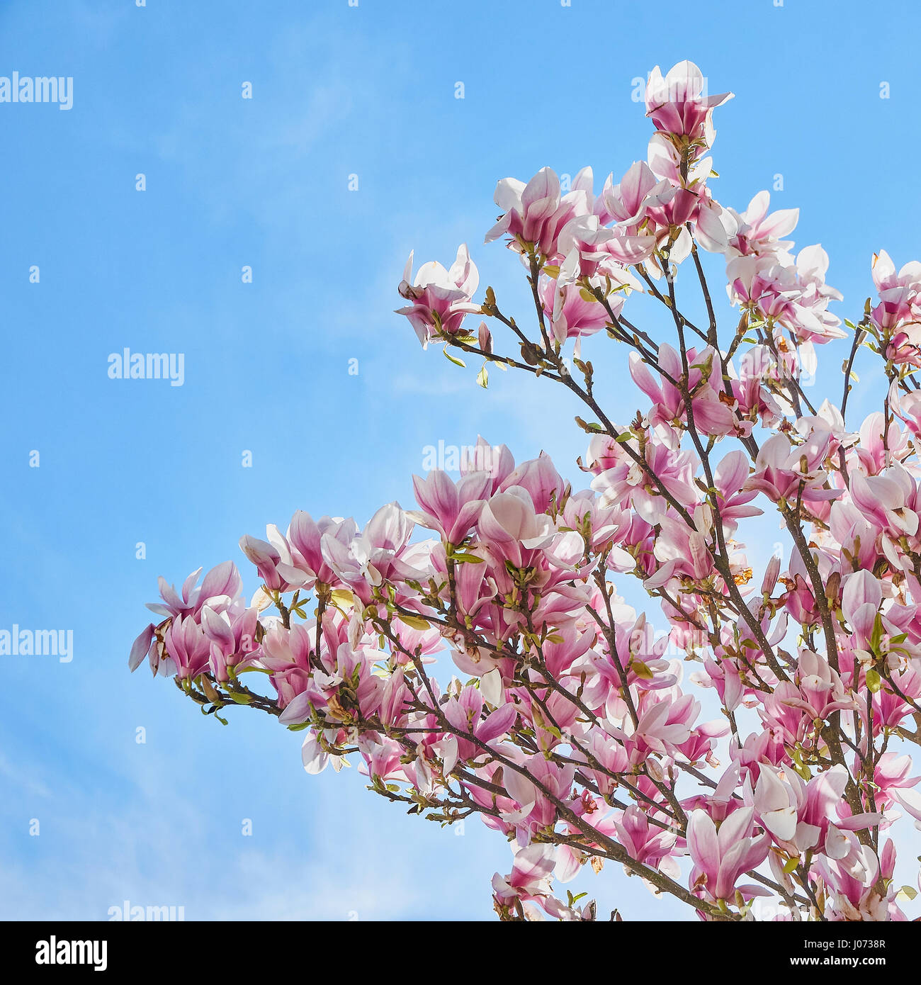 Fioritura rosa magnolia contro una molla blu cielo Foto Stock