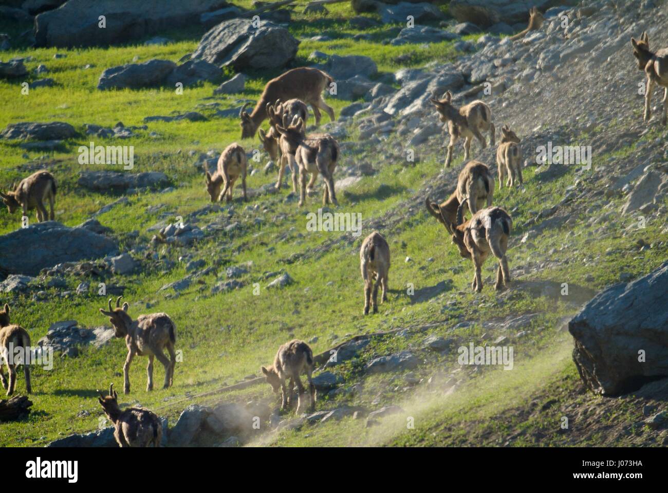 La famiglia delle capre di montagna Foto Stock
