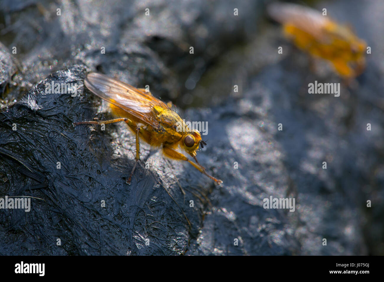 Comune di sterco di giallo Fly Scatophaga stercoraria Foto Stock